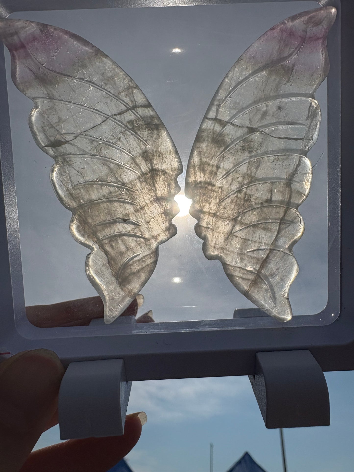 Fluoride Butterfly wings in white case