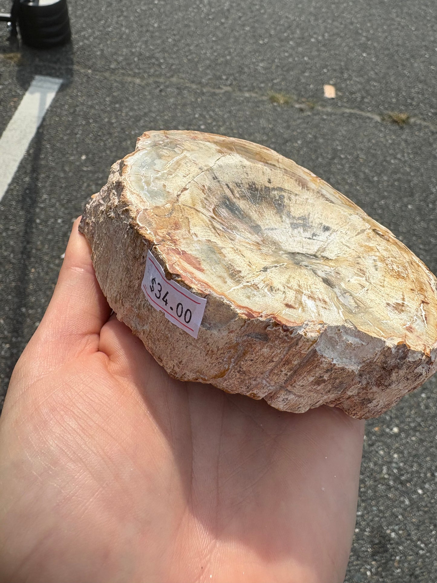 Petrified wood (Stands)