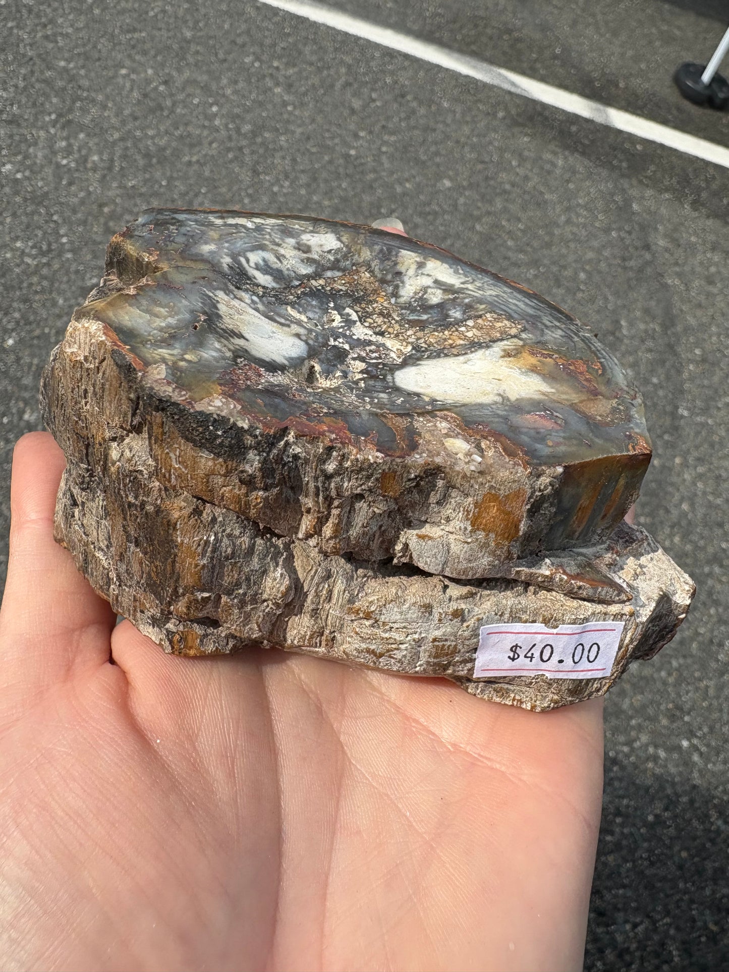 Petrified wood (Stands)