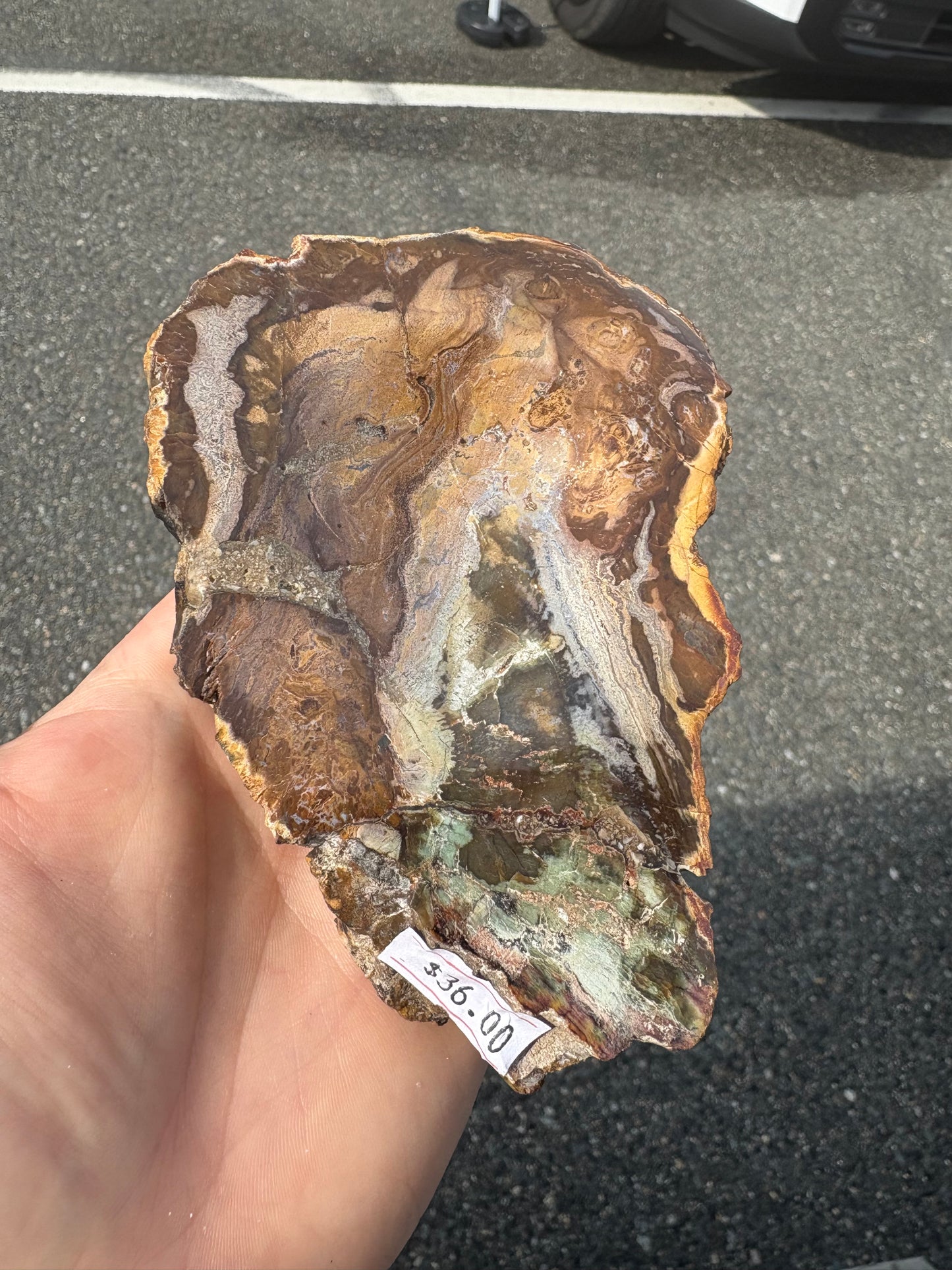 Petrified wood (Stands)