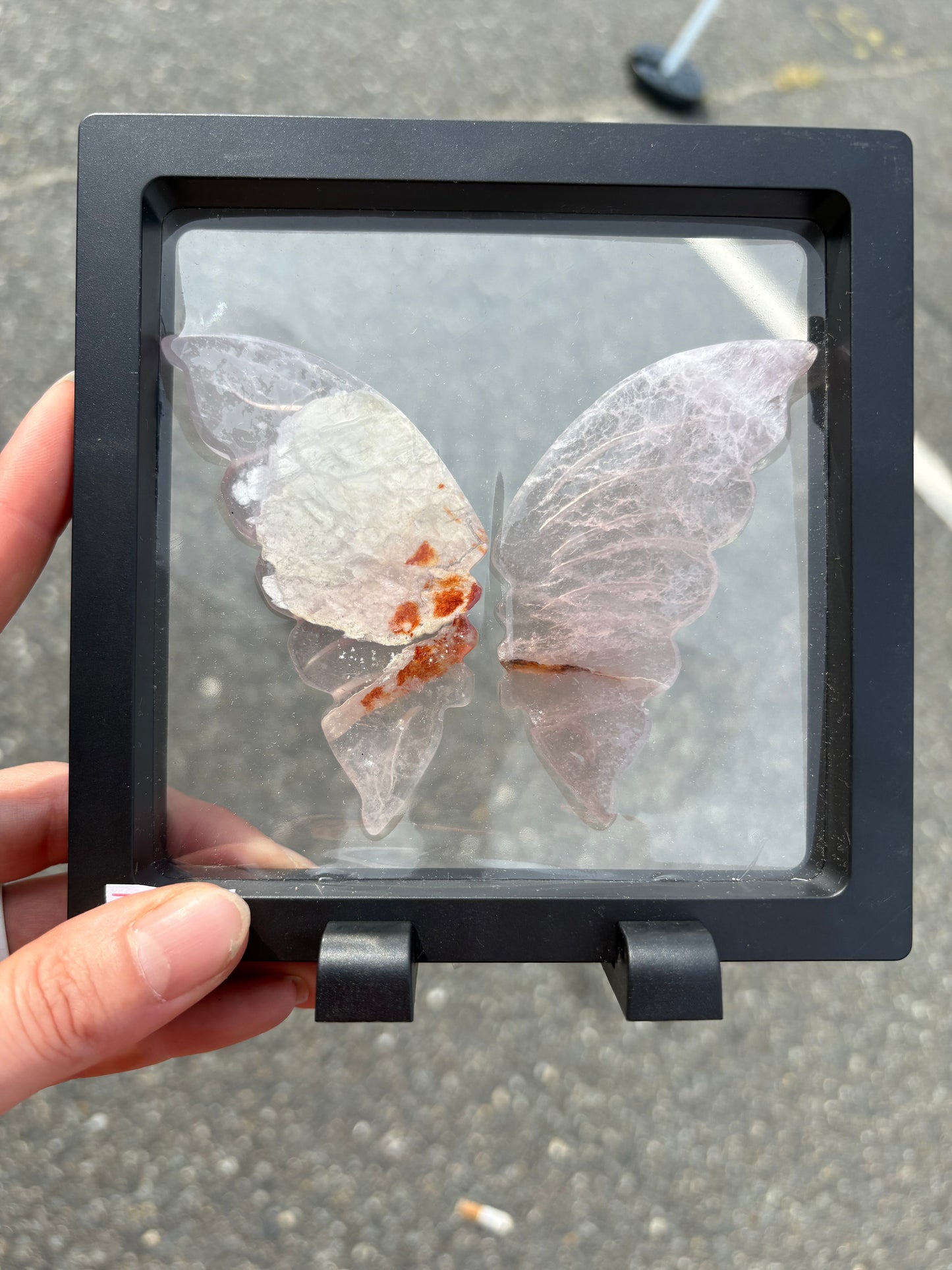 Fluorite wings in Case (Lg)