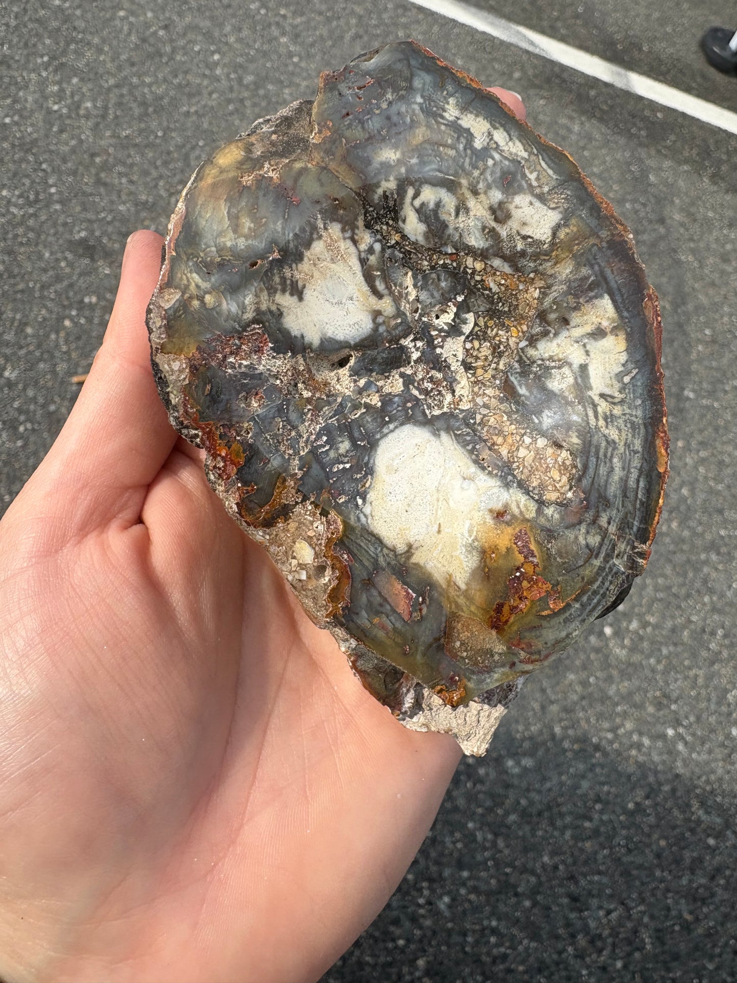 Petrified wood (Stands)