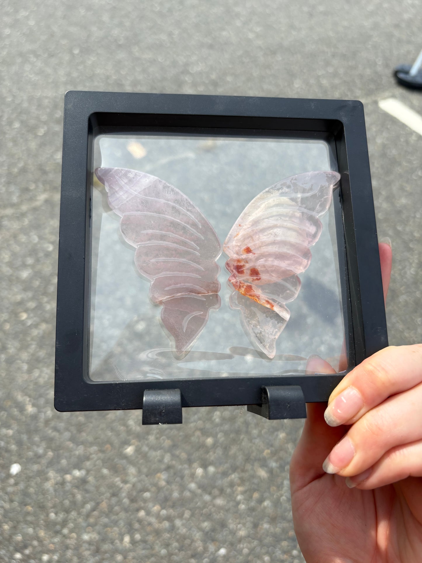 Fluorite wings in Case (Lg)