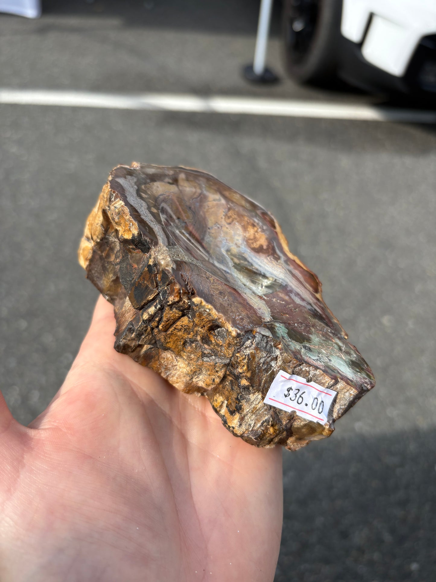 Petrified wood (Stands)
