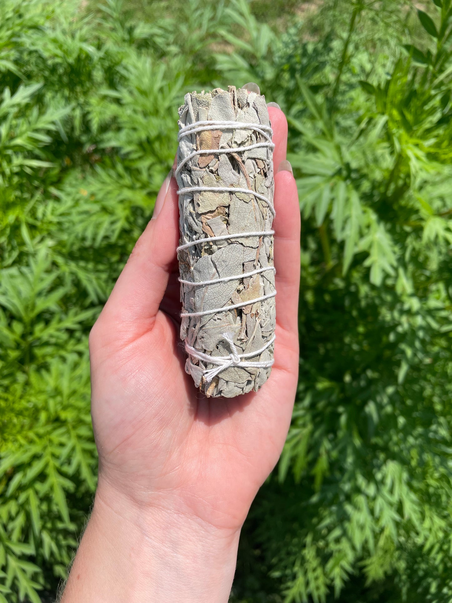White Sage