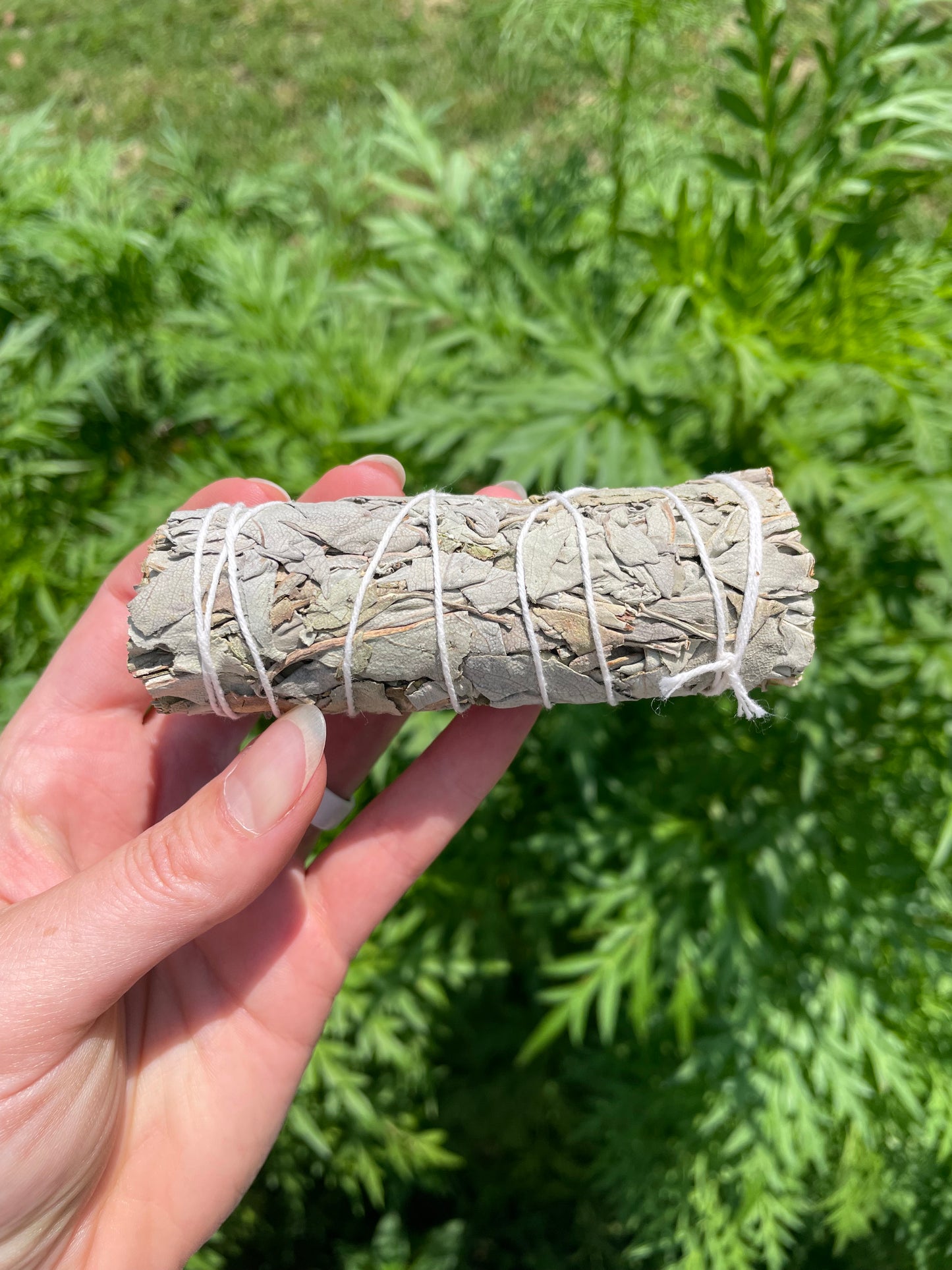 White Sage