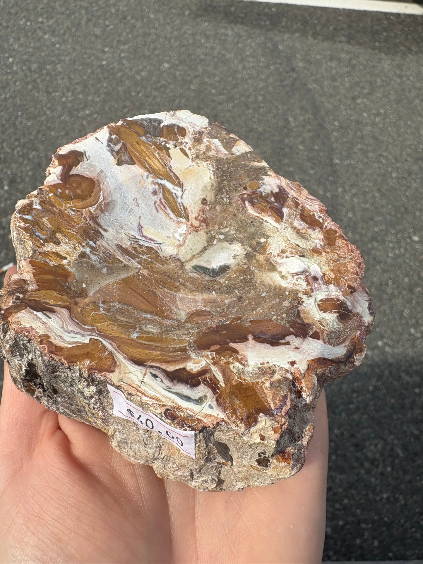 Petrified wood (Stands)