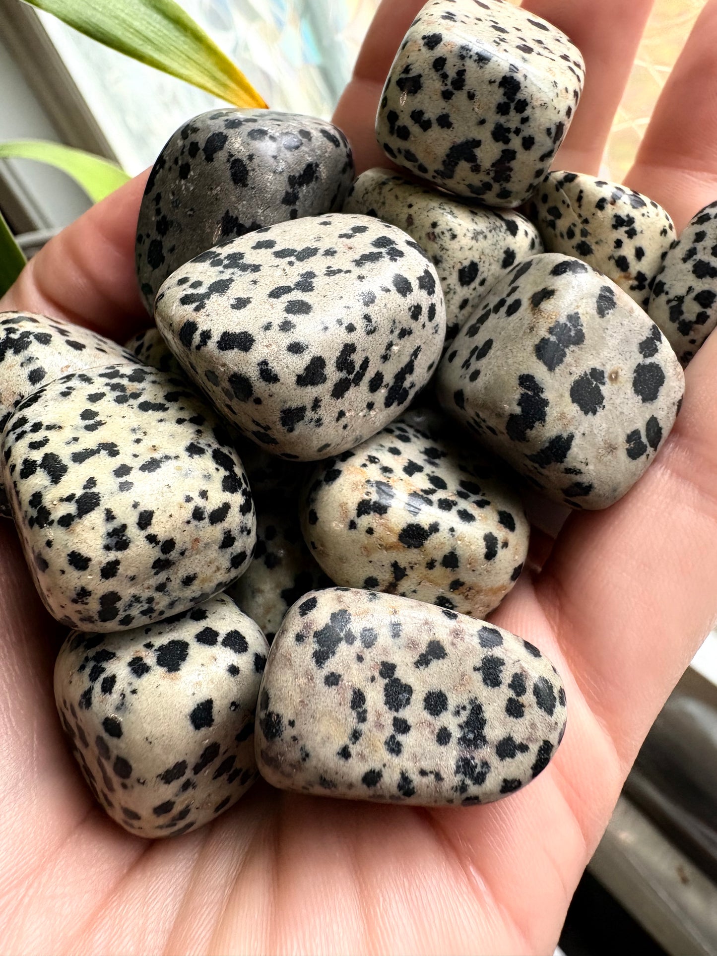 Dalmatian Jasper tumbled stone 