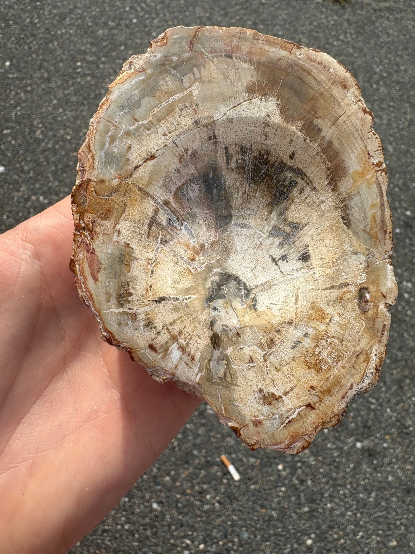 Petrified wood (Stands)