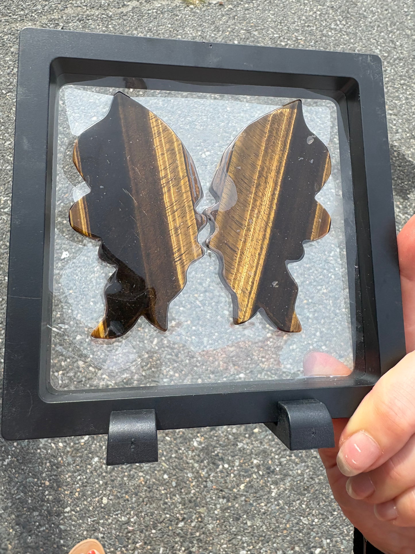 Tiger Eye Wings in Case