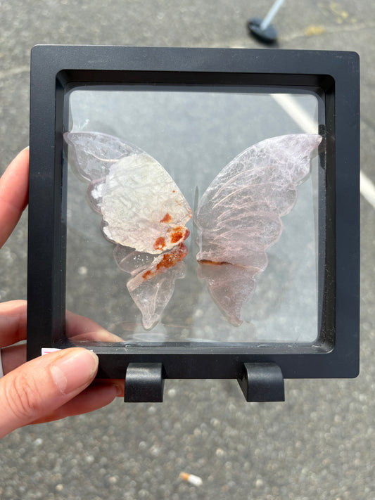 Fluorite wings in Case (Lg)