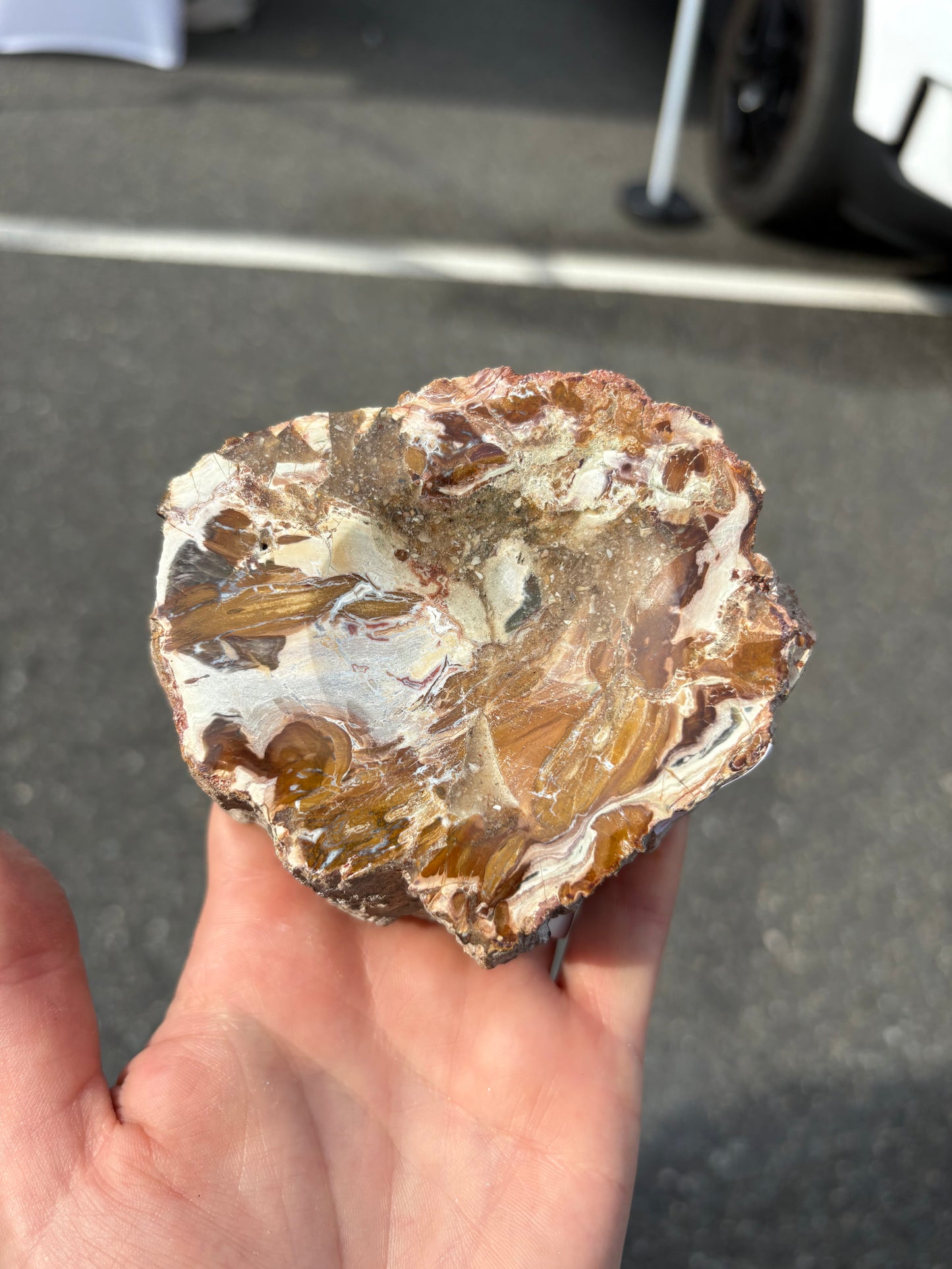 Petrified wood (Stands)