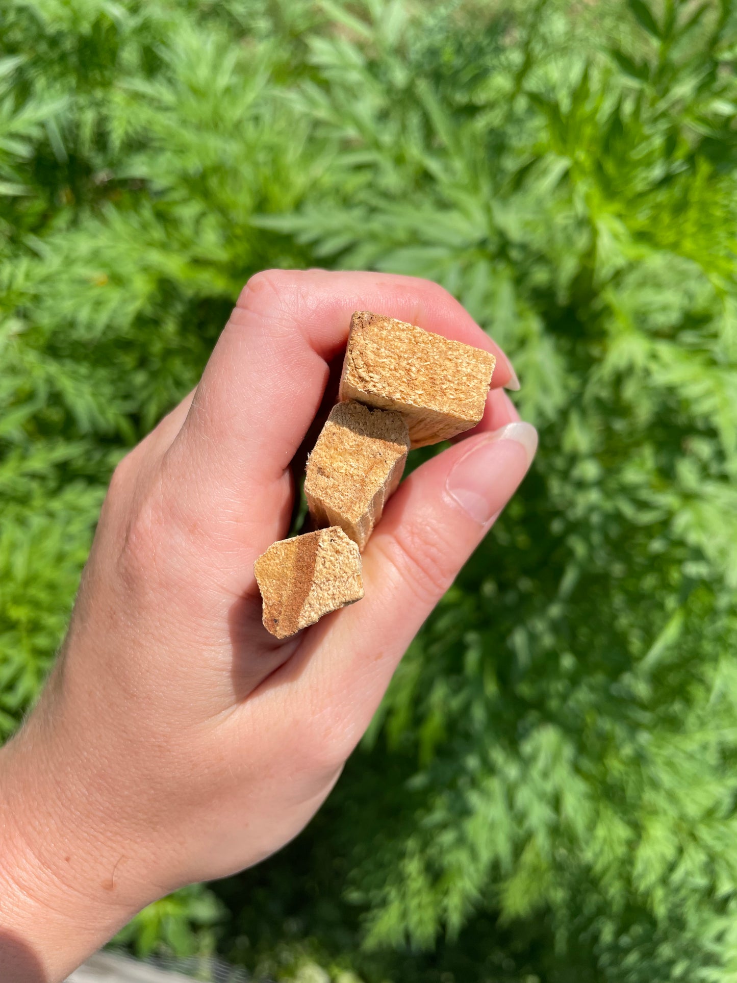 Palo Santo Sticks (Ecuador)